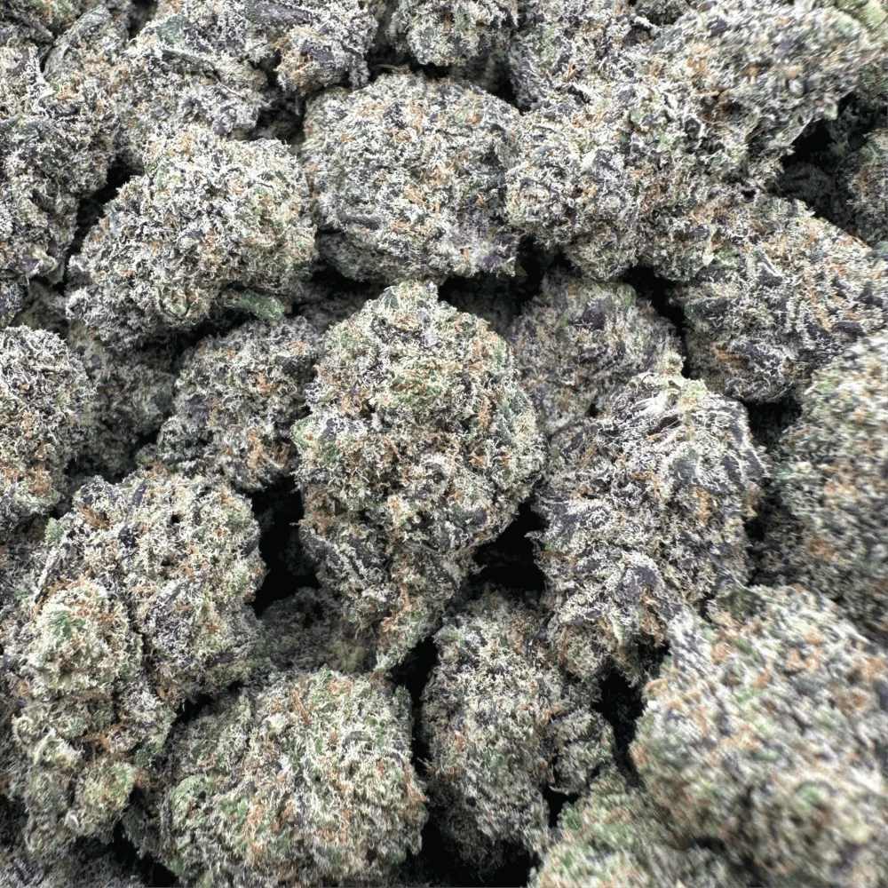 Biscotti - Hybrid