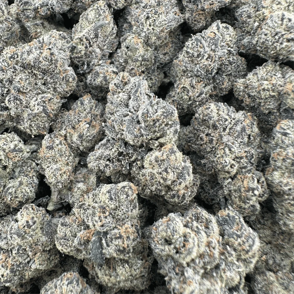 Gelatti - Indica