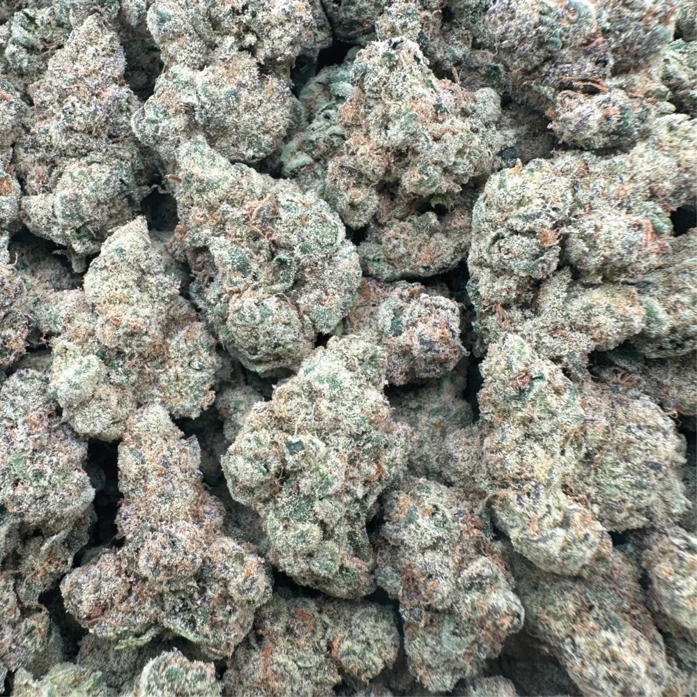 Orange Julius - Sativa